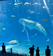 沖縄美ら海水族館