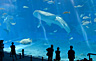 沖縄美ら海水族館