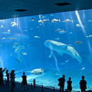 沖縄美ら海水族館