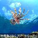 熱帯魚